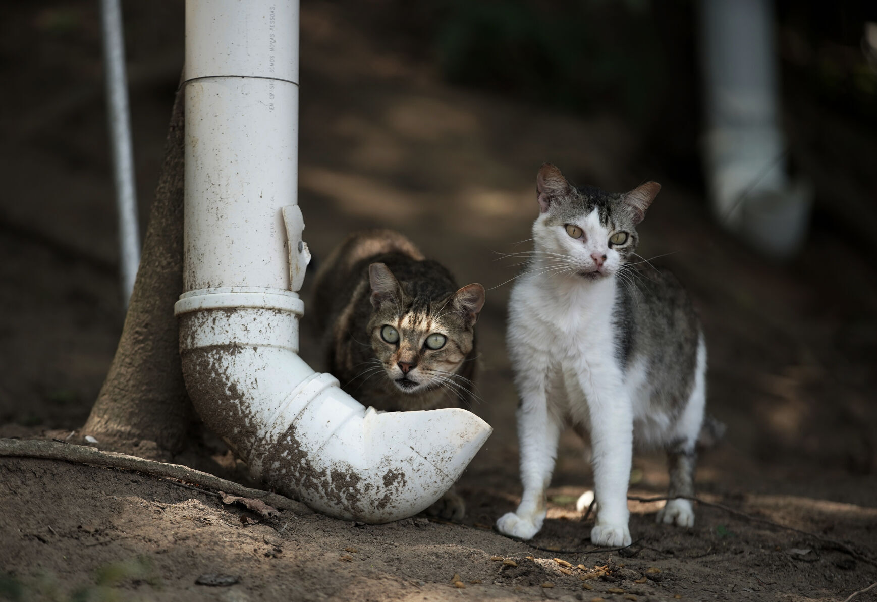 Brazil cats